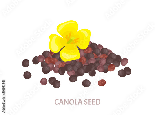 Canola seed and yellow flower. Vector cartoon illustration.