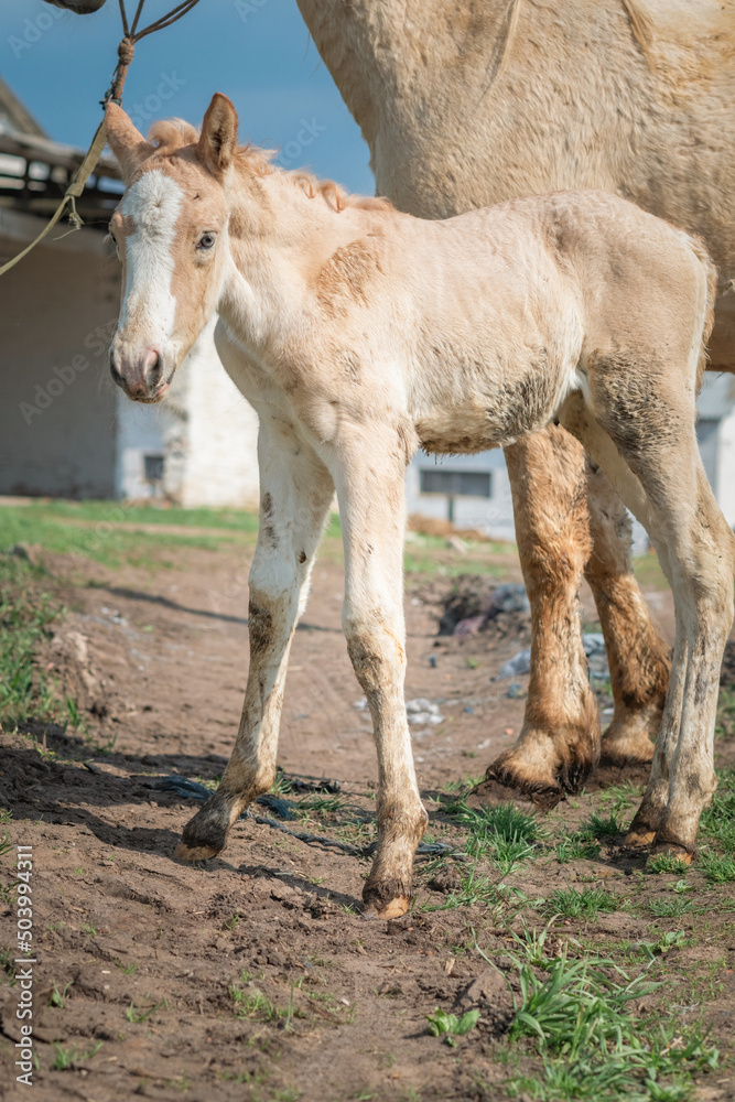 Obraz premium Horse and foal on a farm on a summer day.