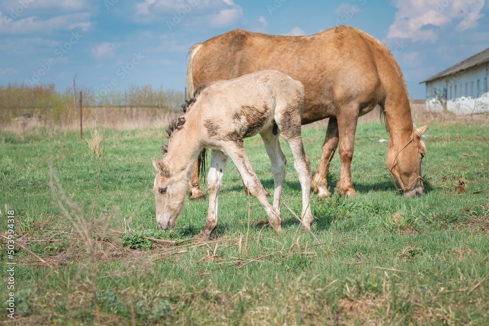 Fototapeta premium Horse and foal on a farm on a summer day.