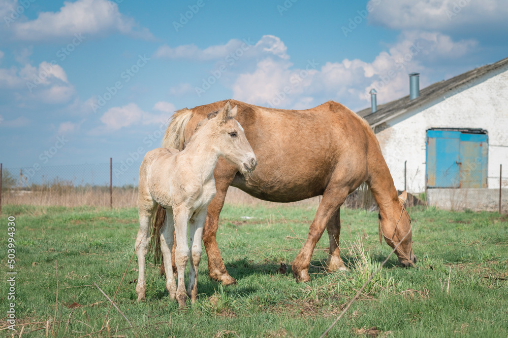 Obraz premium Horse and foal on a farm on a summer day.
