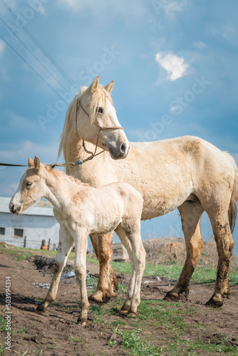 Horse and foal on a farm on a summer day.