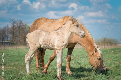 Horse and foal on a farm on a summer day. © shymar27