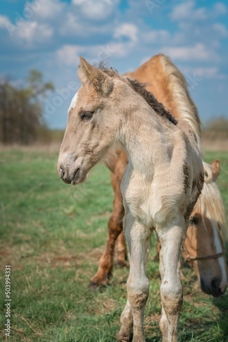 Horse and foal on a farm on a summer day.