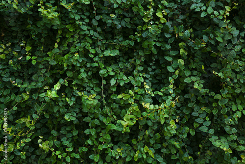 Background of the dark green leavesBackground of the dark green leaves photo