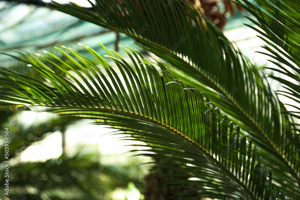 Fototapeta premium Palm leaves green pattern, abstract tropical background.