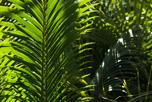 Large foliage of tropical leaf with dark green texture  abstract nature background.