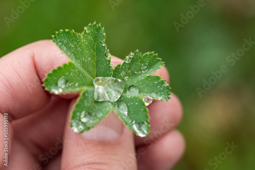 a close up lady's mantle leave with dew drops held in woman' hand