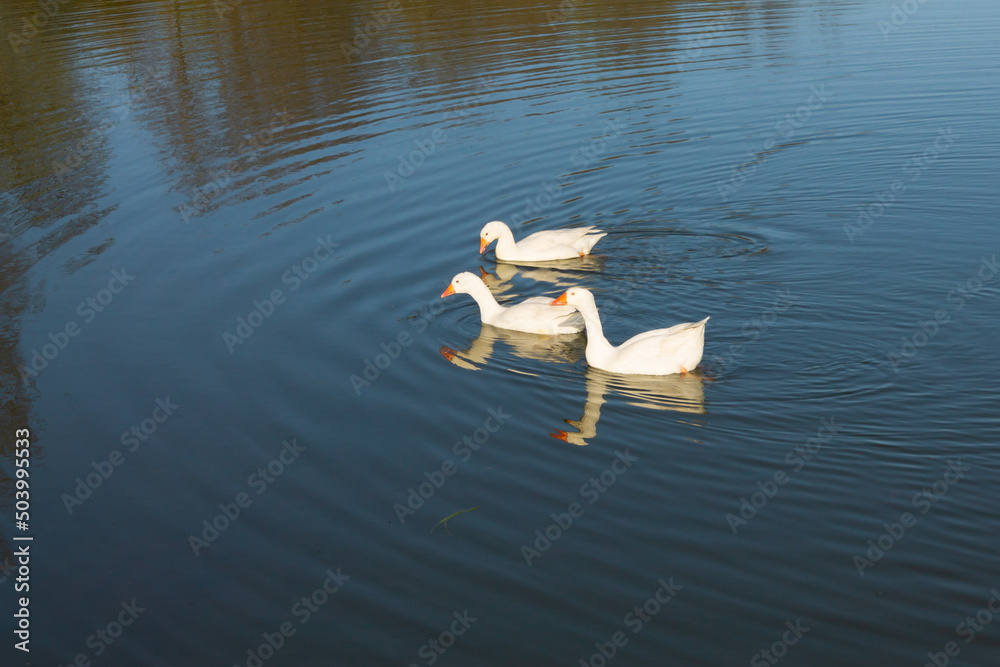 Three white geese swim in a lake with green water. A flock of geese swims in the pond.