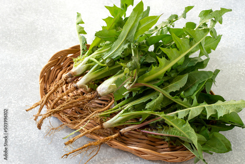 Medicinal plant dandelion (Taraxacum officinale) with roots