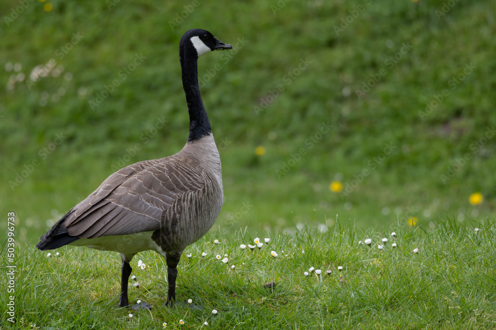 Grey goos standing in field fully upright, curious. Grey goos standing in field fully upright, curious.