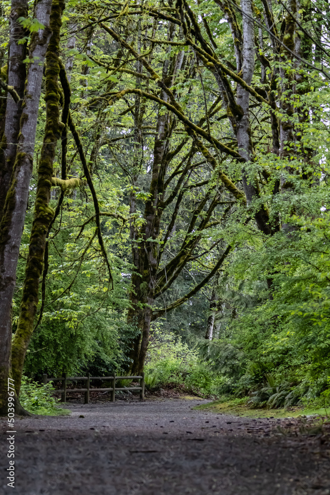 Muddy pathway in forest atomosphere for hiking. Muddy pathway in forest atomosphere for hiking.