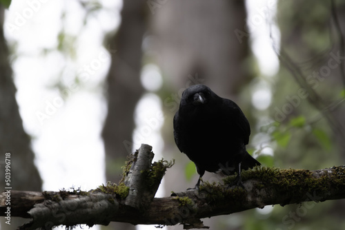 Shadowy Crow looking down ominously on dark day. photo