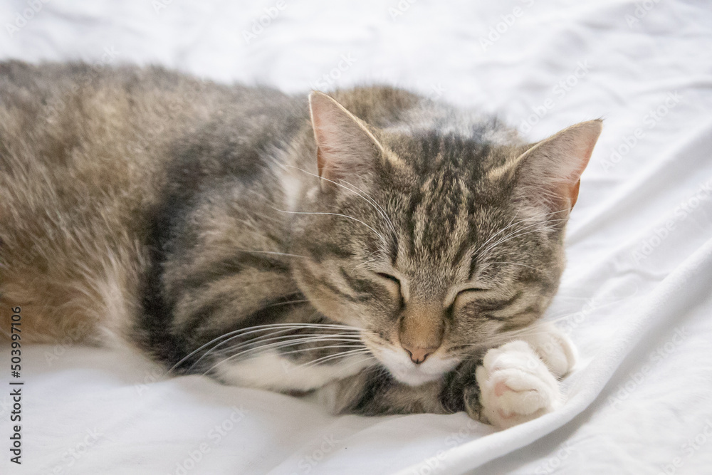 portrait of a sleeping cat