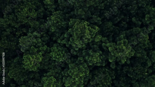 Woods trees green pattern aerial drone shot