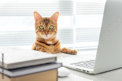 Smart bengal cat on the office table with a laptop and books.