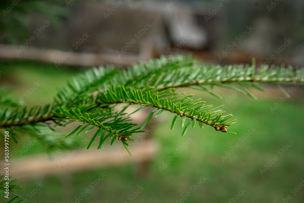 A green branch of a spruce Christmas tree with drops of dew.
