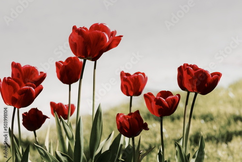 Red tulip flowers landscape.Toned,Selective focus.Floral card.Poster