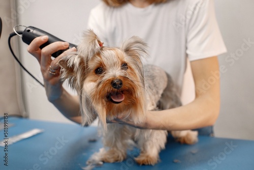 Yorkshire terrier getting procedure by the female groomer