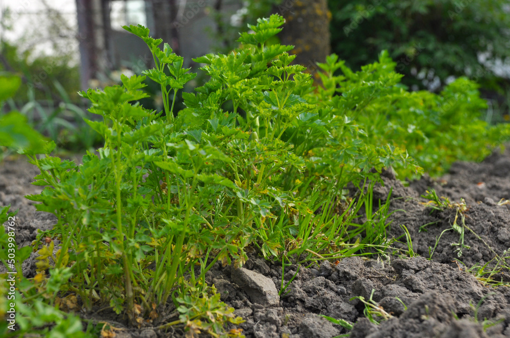 green parsley grows in the garden