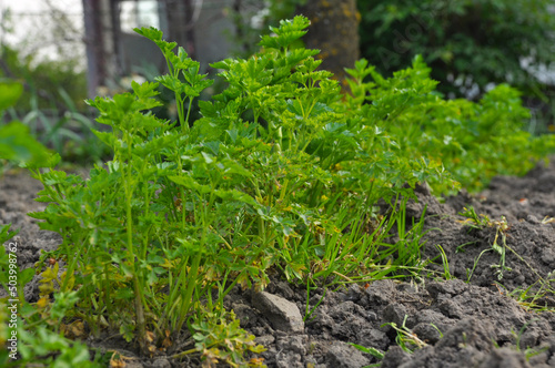 green parsley grows in the garden
