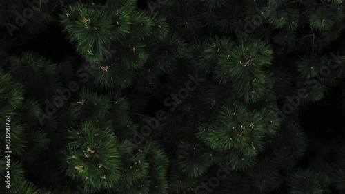woods trees forest green pattern aerial drone shot