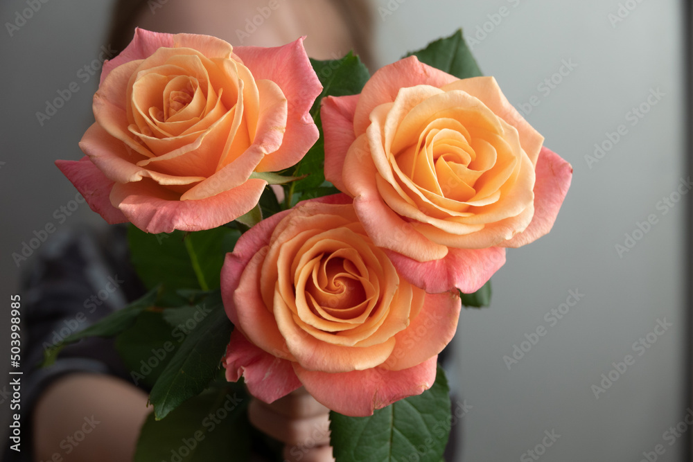 Fototapeta premium Pink rose flower isolated on white background, soft focus and clipping path