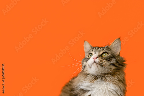 A Maine Coon cat. Thoroughbred domestic cat on an orange background. Pets. Copy space © Alexander