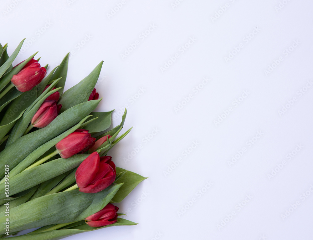 red tulips on white background red tulips on white background
