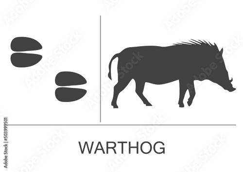 Silhouette and footprints of a warthog. Vector illustration isolated on white background.