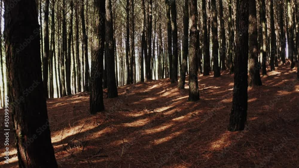 trees in the forest in middle of woods aerial drone shot trees in the forest in middle of woods aerial drone shot