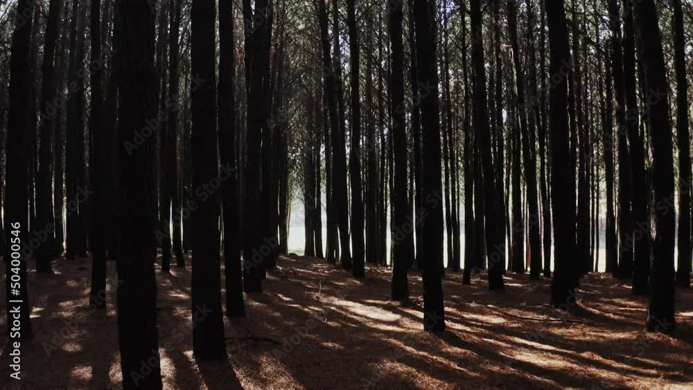 trees in the forest in middle of woods aerial drone shot trees in the forest in middle of woods aerial drone shot