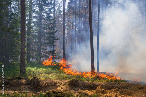 Fototapeta Naklejka Na Ścianę i Meble -  Soft focus. Burning forest floor in a forest fire. Hot air distorts the contours of trees. There are many small soot particles in the smoke.