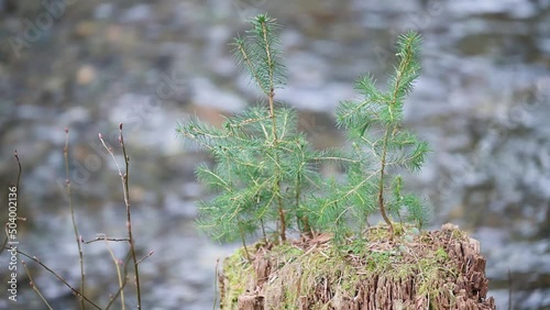Small trees growing in stump in front of creek