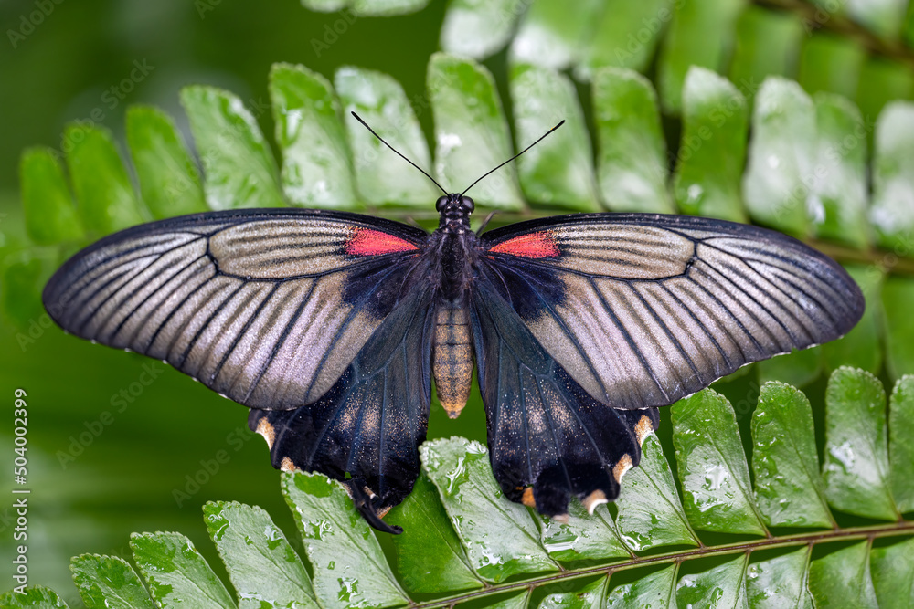 Naklejka premium freshly hatched butterflies at the show.