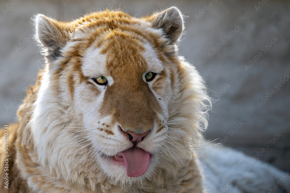 Fototapeta premium Interestingly colored tiger in a small zoo.