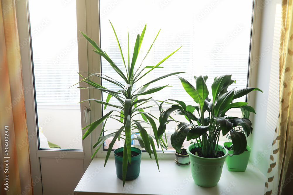 Fototapeta premium Indoor plants and flowers in pots by the window. Seedlings on the windowsill.