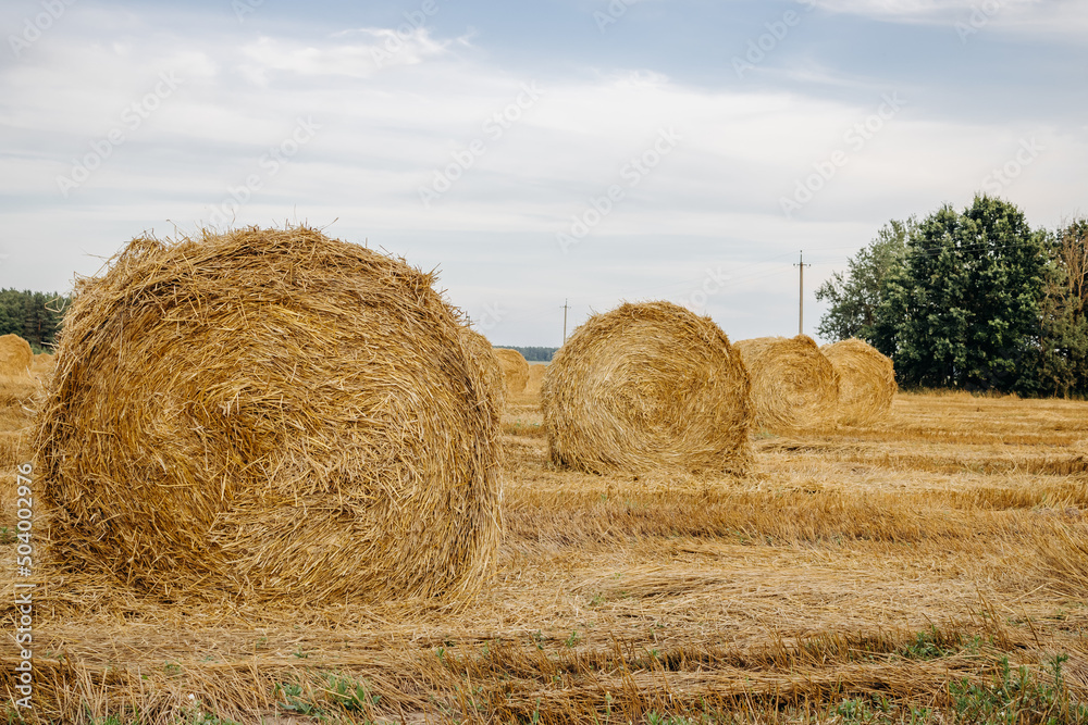 Yellow golden straw bales of hay in the stubble field, agricultural field under a blue sky with clouds