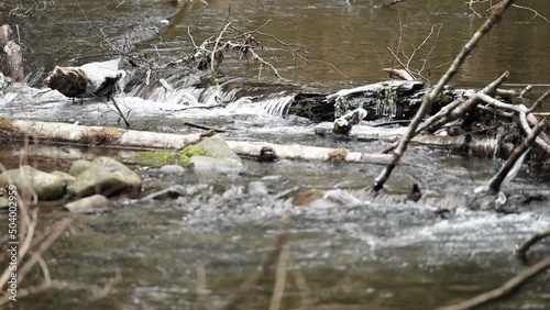 Rapids in small creek, Vancouver Island