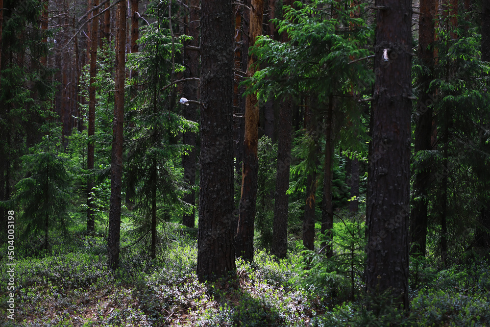 Obraz premium Fir branches with cones. Pinery. Trees in the forest. Glare of the sun.