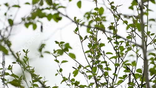 Shrub growing in forest in the spring