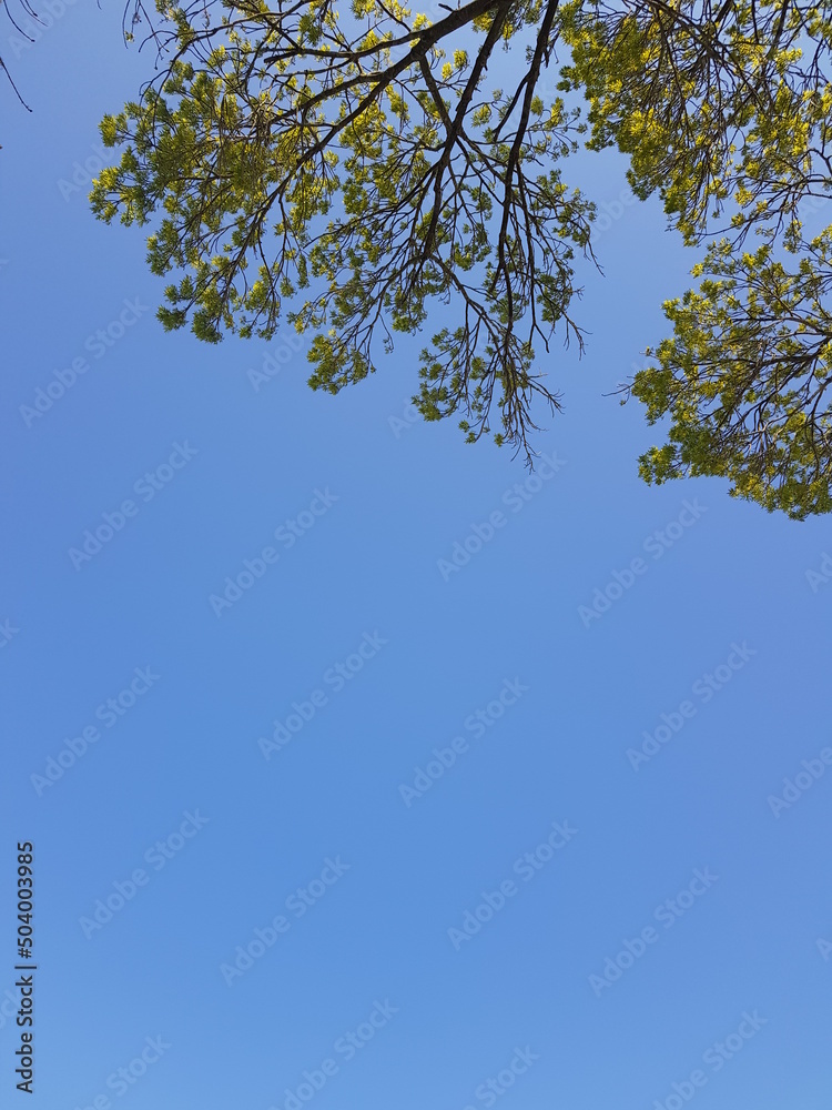 Blue sky and a tree Blue sky and a tree