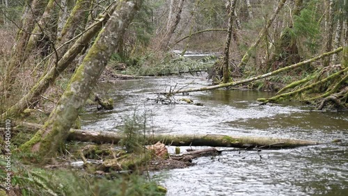 Creek flowing through Vancouver Island forest