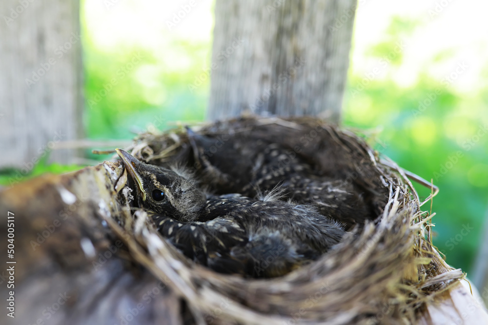 Bird's nest with bird in early summer. Eggs and chicks of a small bird. Starling. Feeds the chicks. Bird's nest with bird in early summer. Eggs and chicks of a small bird. Starling. Feeds the chicks.