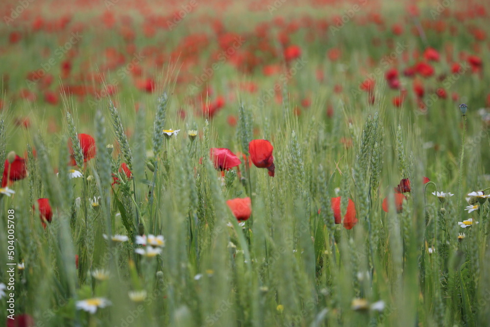 Naklejka premium coquelicots