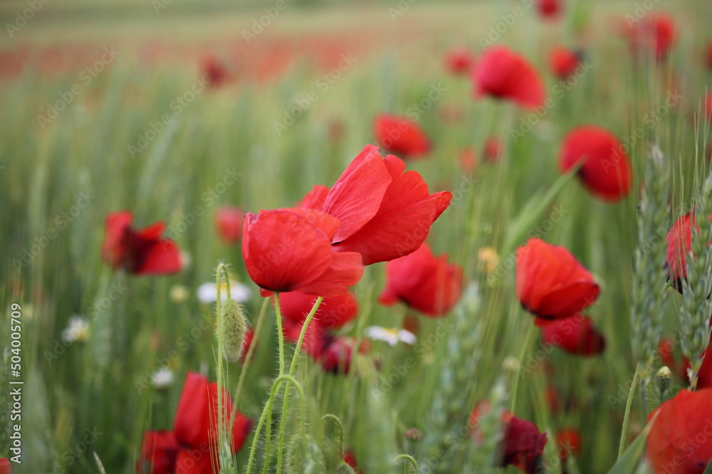 petales de coquelicots