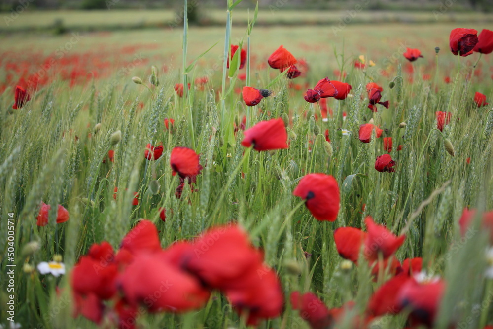 Obraz premium coquelicot