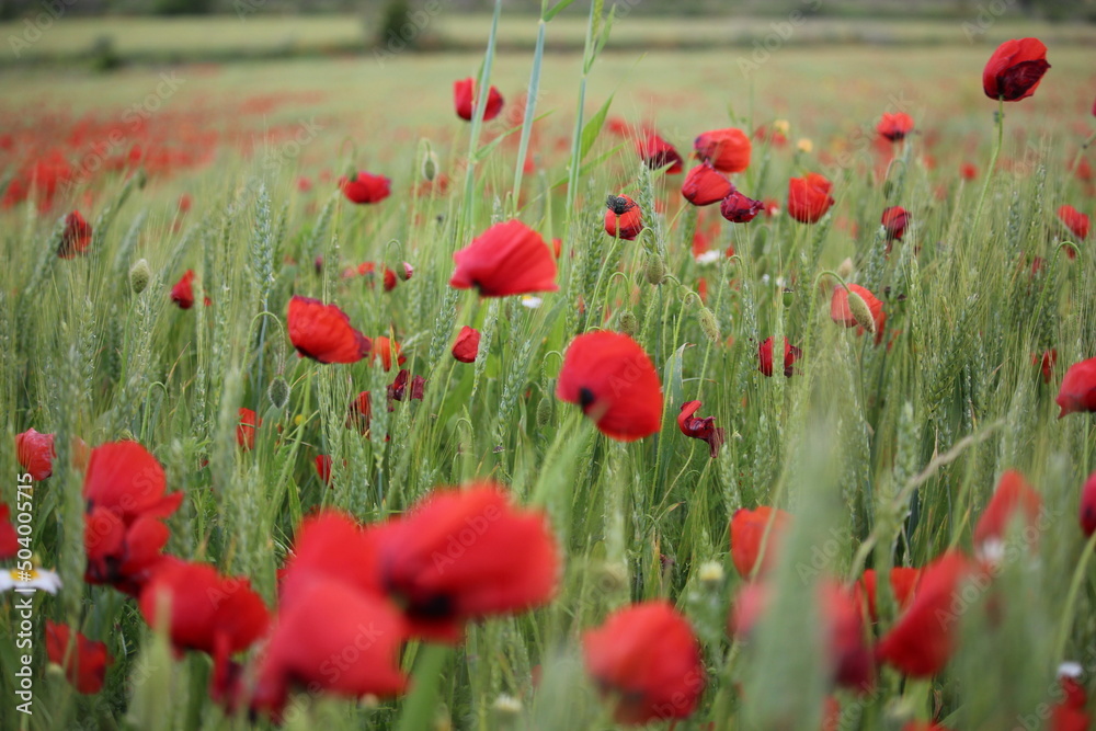 Obraz premium champ de fleur coquelicots