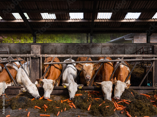cows in a stable eating carrots.