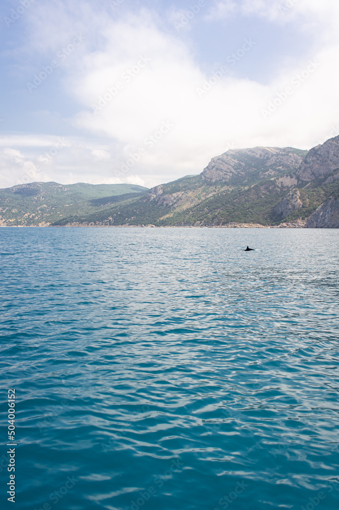 Sea boat ride with dolphins in the sea. The concept of seaside recreation, fishing, enjoying nature. Vertical photo.