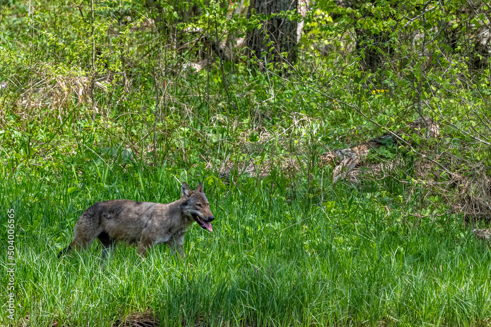 Grey Wolf (Canis lupus) in the forest Bieszczady Mountains, Carpathians, Poland. Grey Wolf (Canis lupus) in the forest Bieszczady Mountains, Carpathians, Poland.